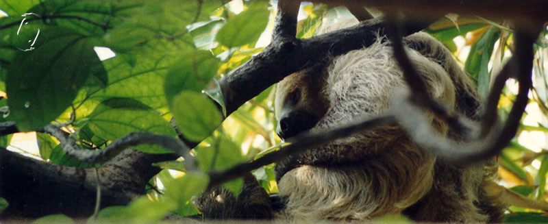 sloth dreaming his life away