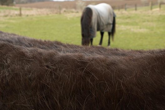 shaggy ponies losing their coats while still needing them.